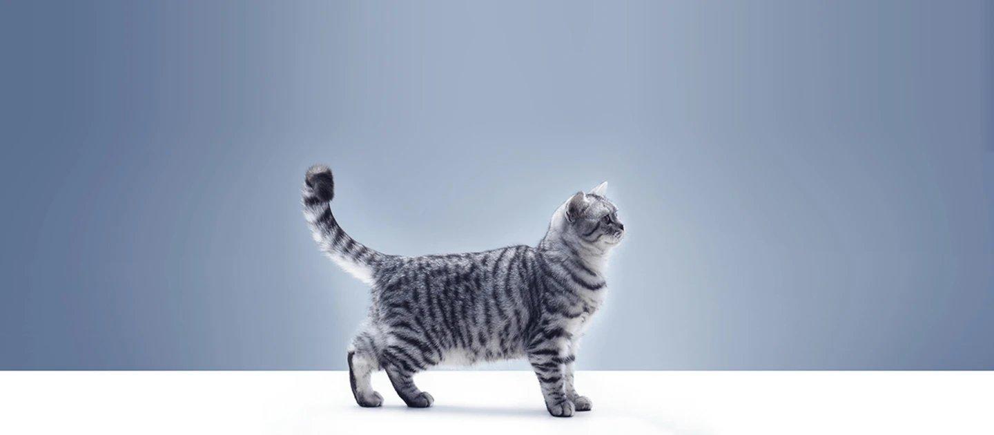 Whiskas brand imagery