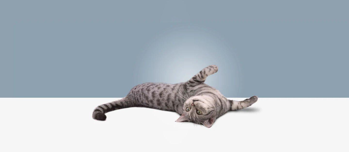 Whiskas brand imagery