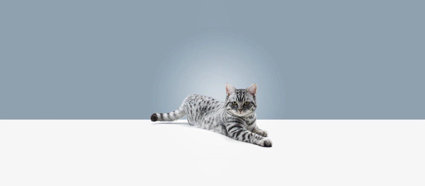 Whiskas brand imagery