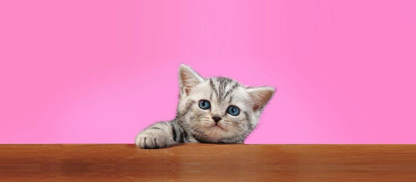 Whiskas brand imagery