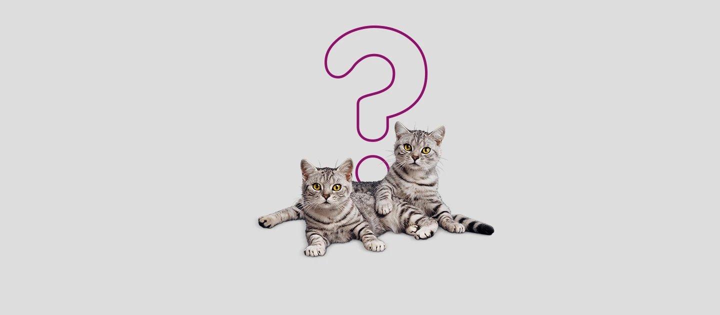 Whiskas brand imagery