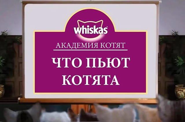 kakuyu-vodu-luchshe-davat-koshke_1620200905266