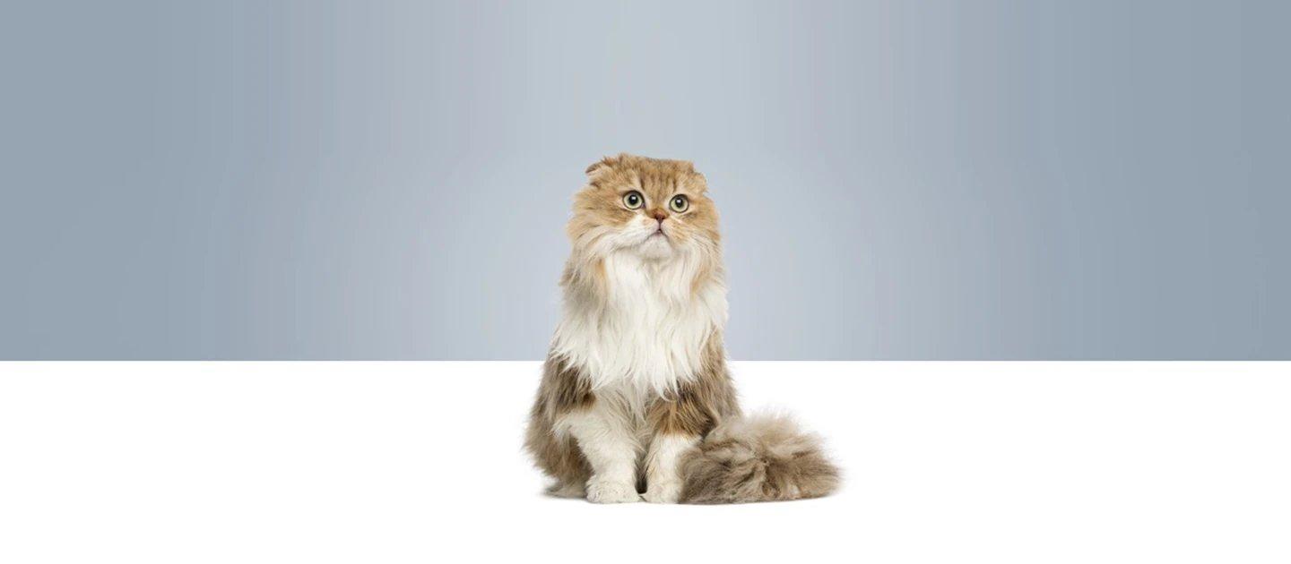 Whiskas brand imagery