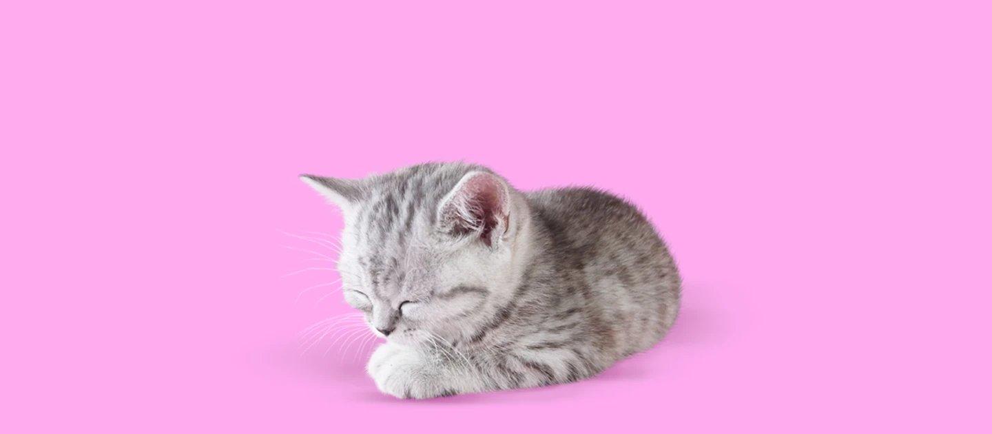 Whiskas brand imagery