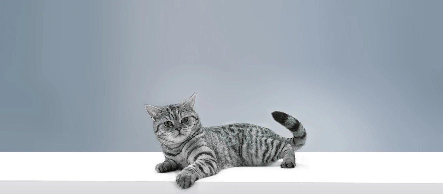 Whiskas brand imagery