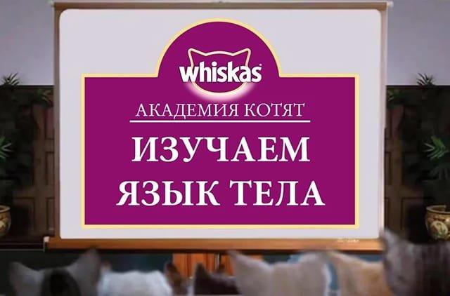 koshachij-yazyk_1620201013513