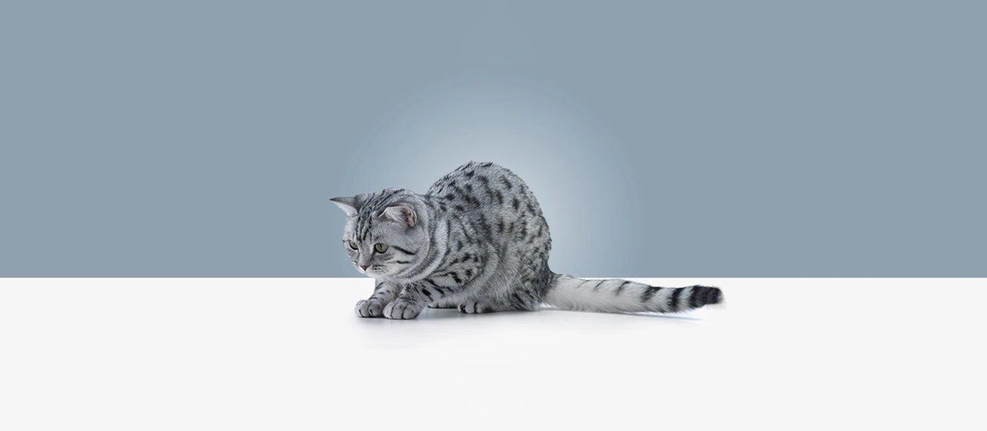 Whiskas brand imagery