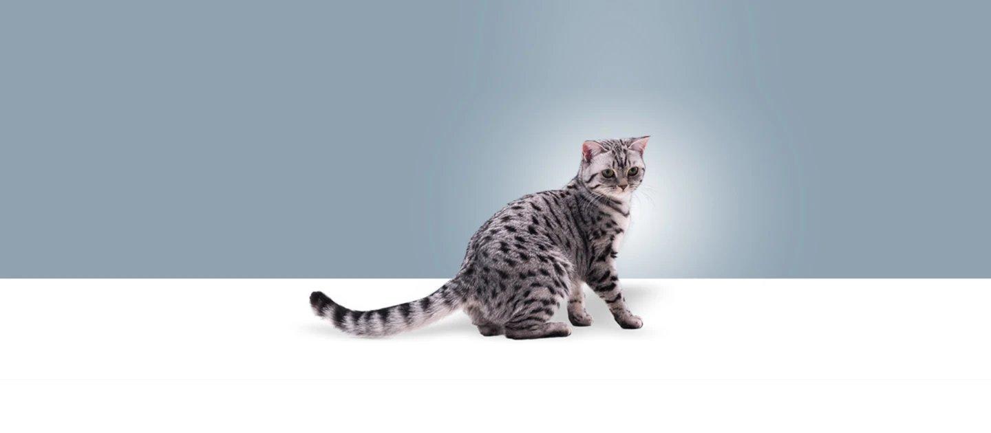 Whiskas brand imagery