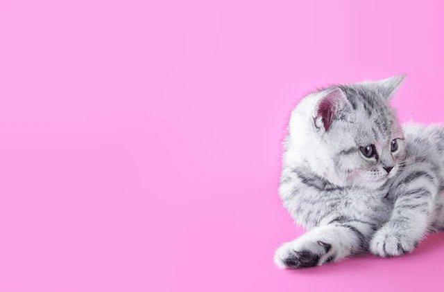 kot-ili-koshka-kakogo-pola-vybrat-kotenka_1620296419121