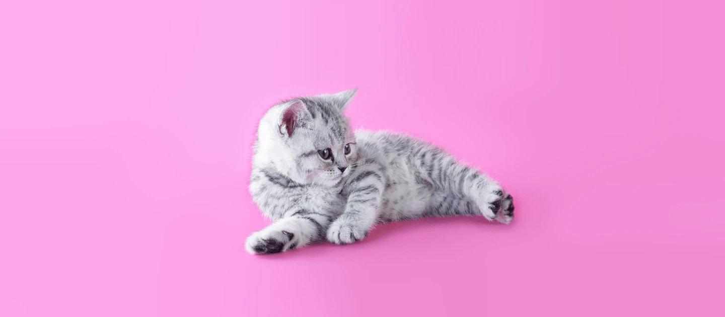 Whiskas brand imagery