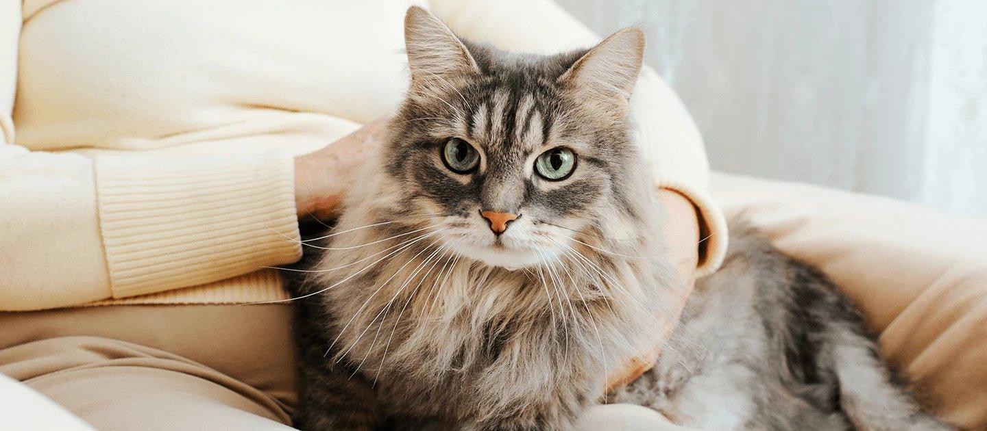 Whiskas brand imagery