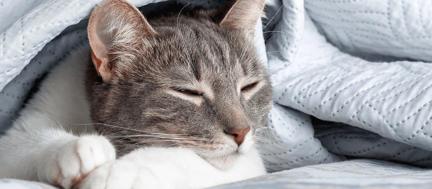 Whiskas brand imagery