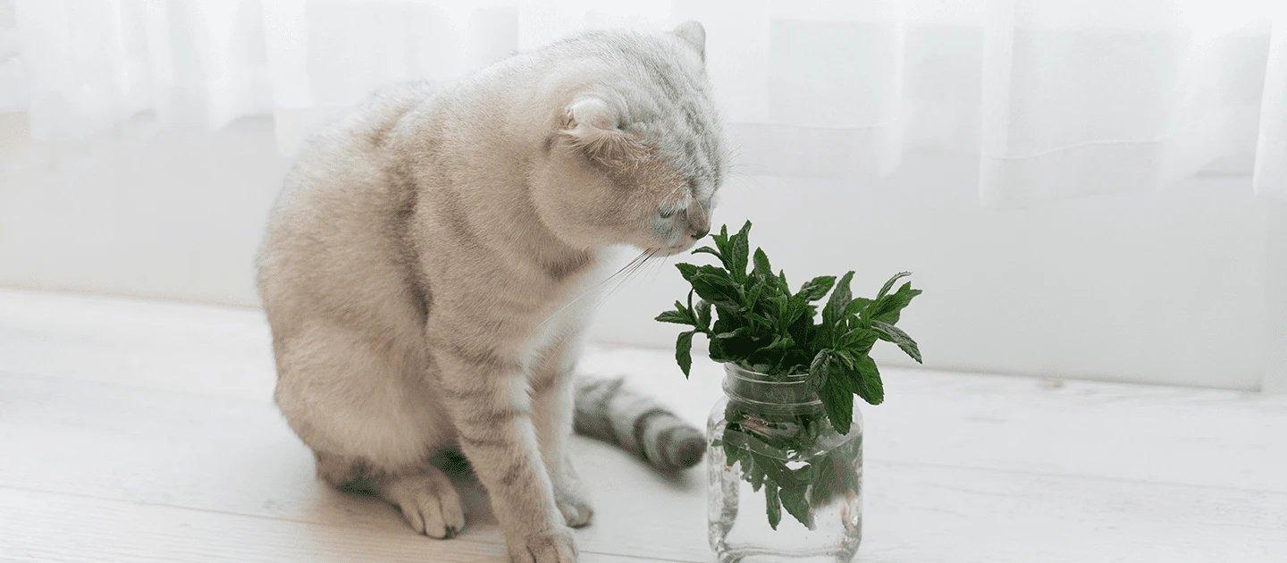 Whiskas brand imagery