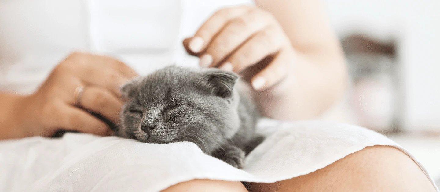 Whiskas brand imagery