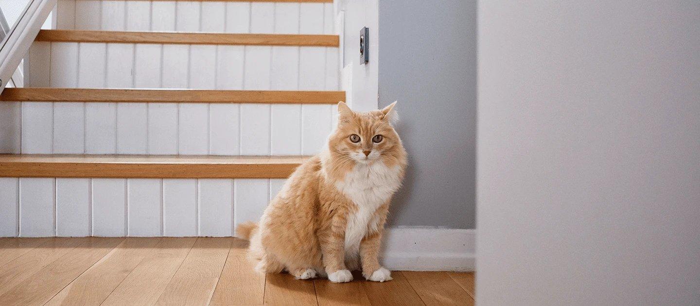 Whiskas brand imagery