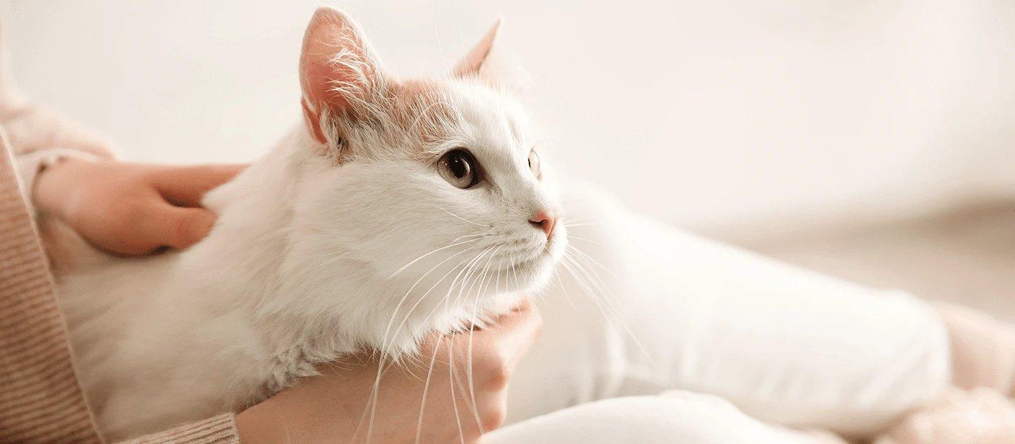 Whiskas brand imagery