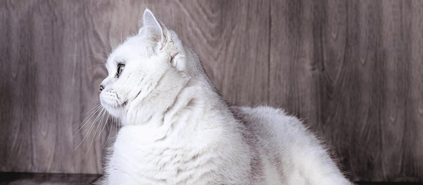 Whiskas brand imagery