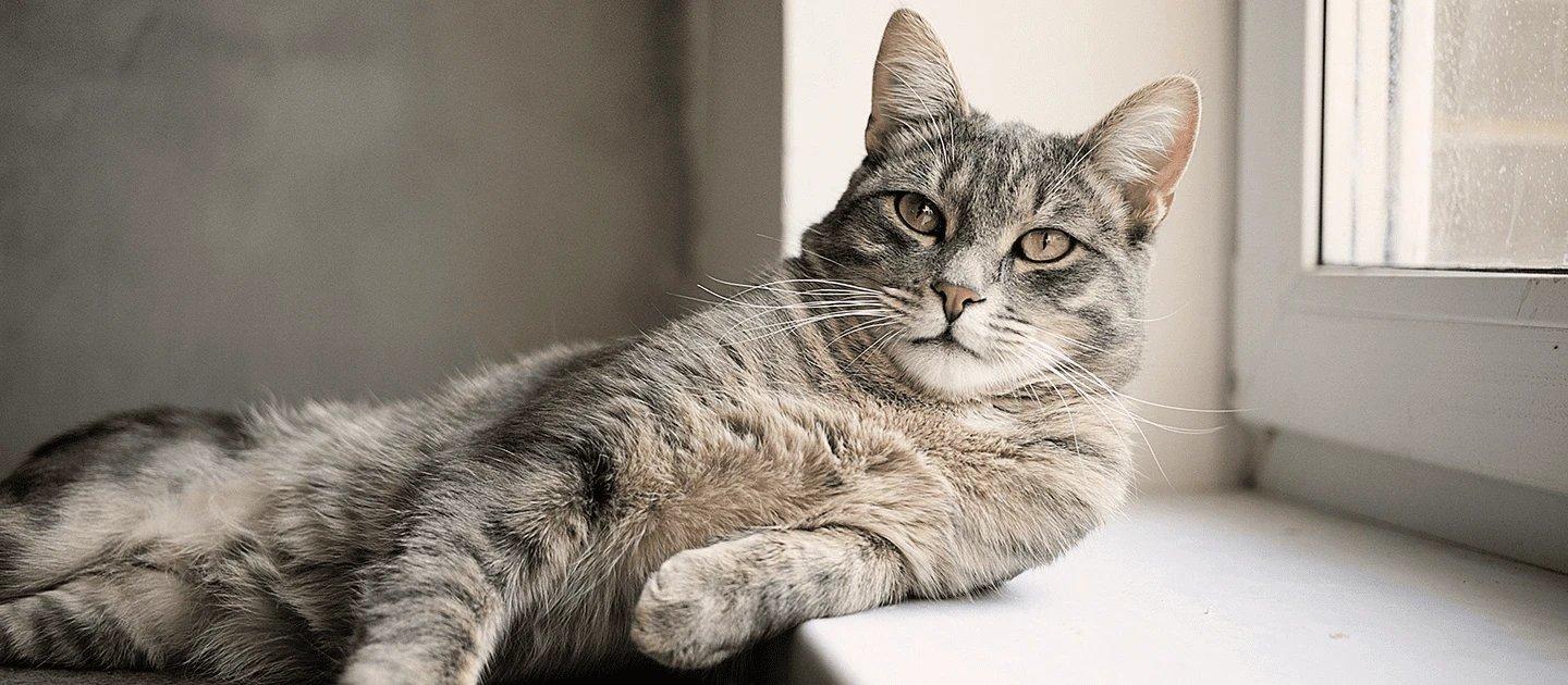 Whiskas brand imagery