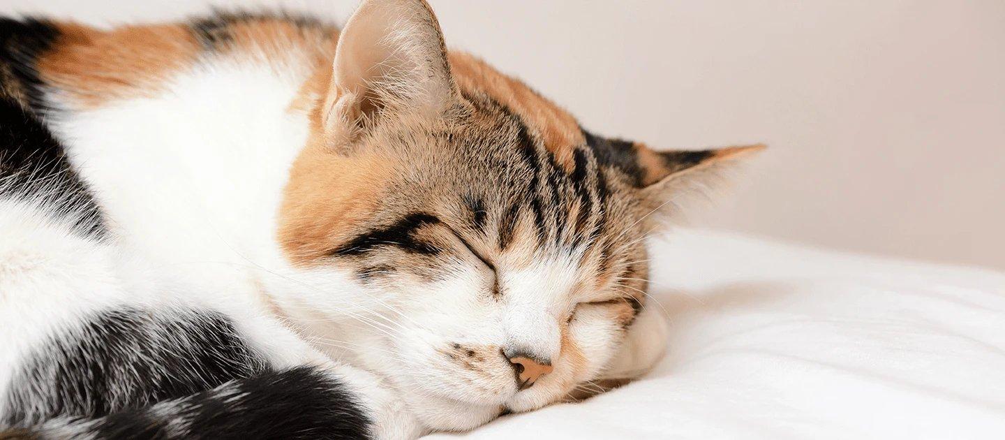 Whiskas brand imagery