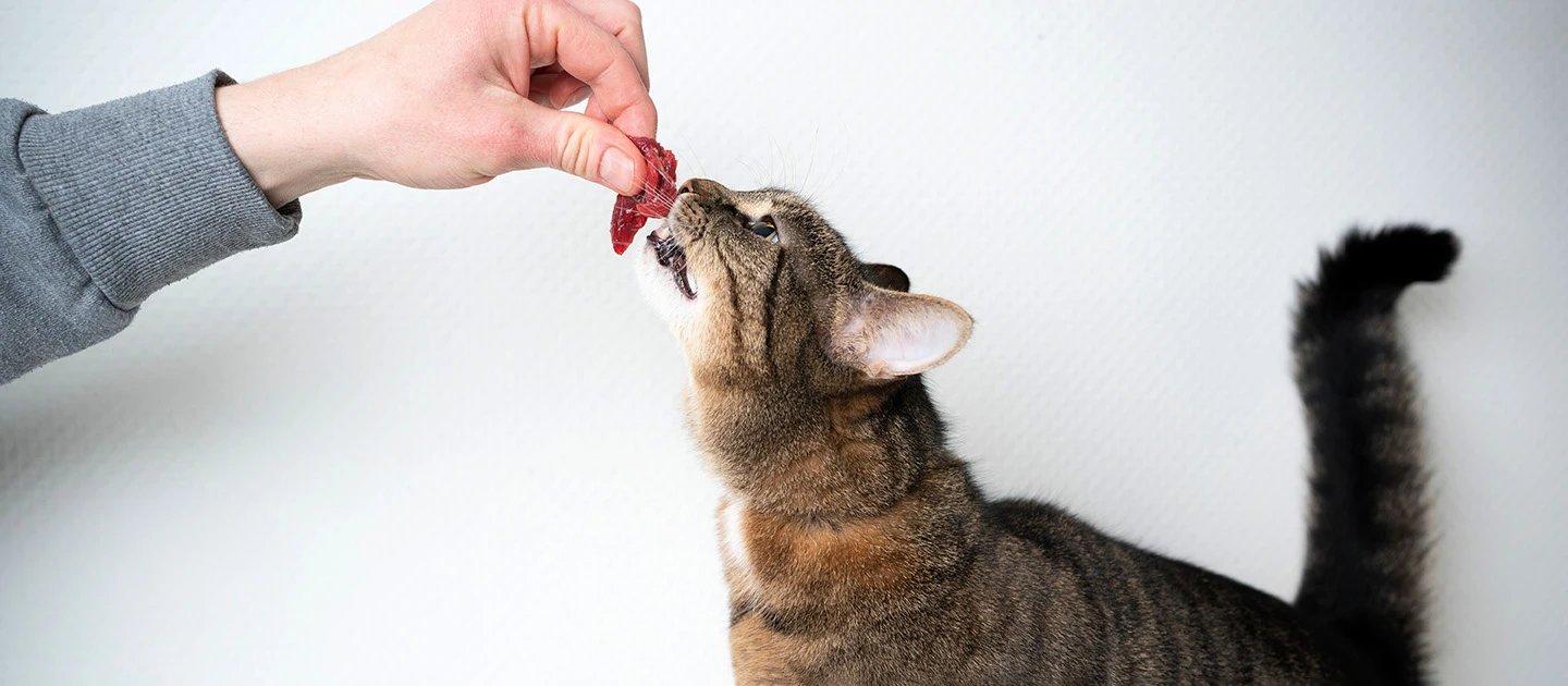 Whiskas brand imagery