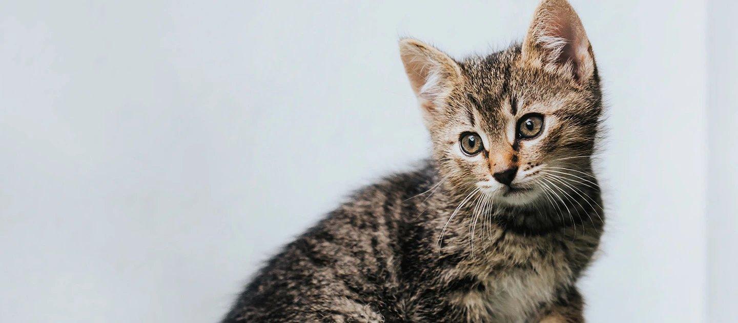 Whiskas brand imagery