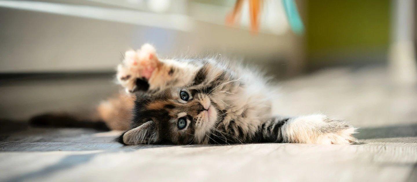 Whiskas brand imagery