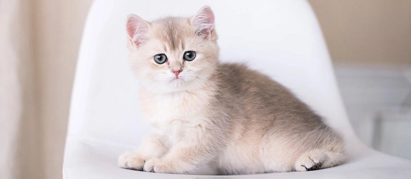 Whiskas brand imagery