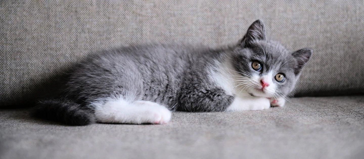 Whiskas brand imagery