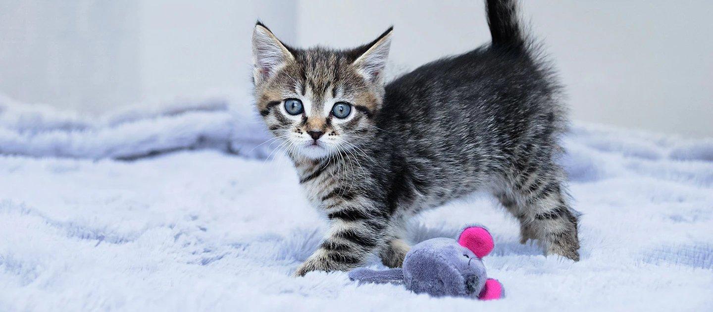 Whiskas brand imagery