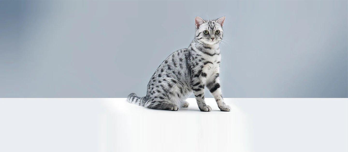 Whiskas brand imagery