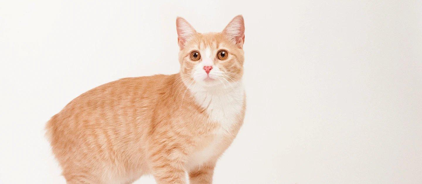 Whiskas brand imagery