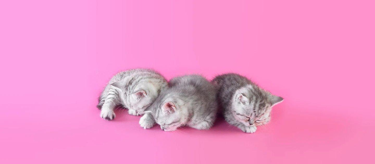 Whiskas brand imagery