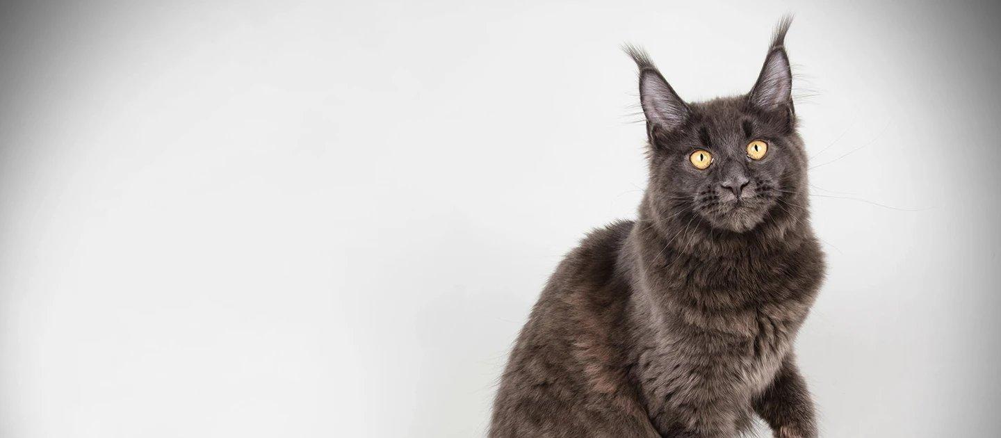 Whiskas brand imagery