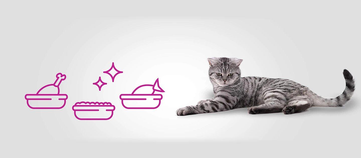 Whiskas brand imagery