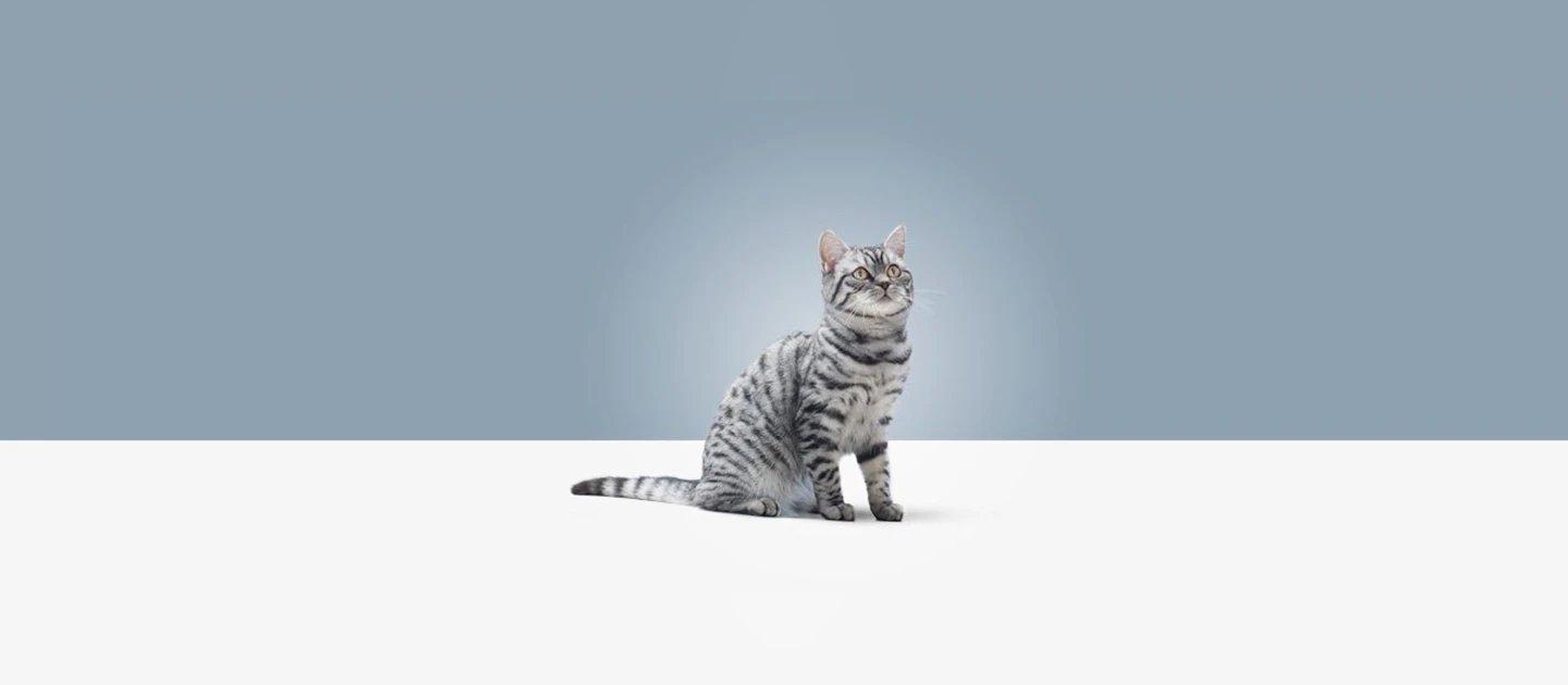 Whiskas brand imagery