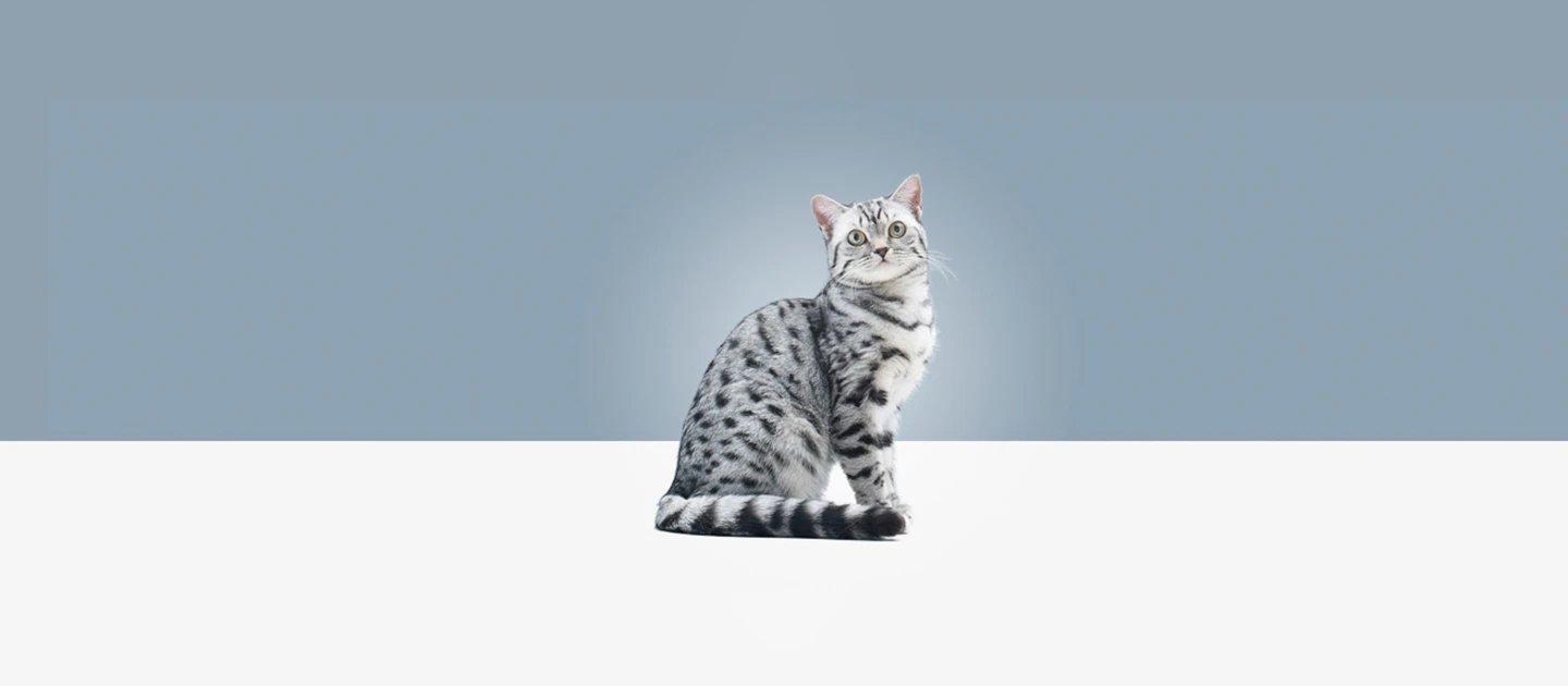 Whiskas brand imagery