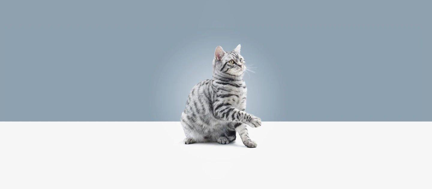 Whiskas brand imagery