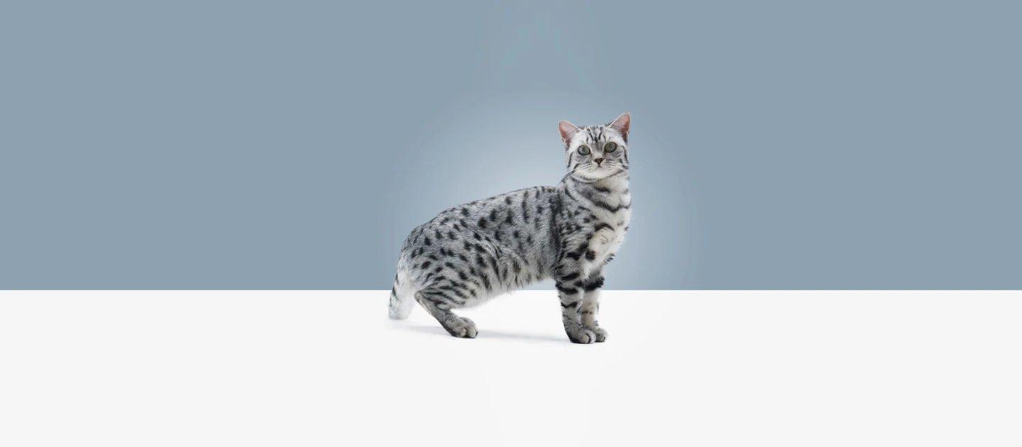 Whiskas brand imagery