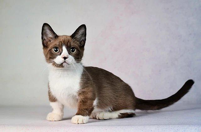 Манчкин