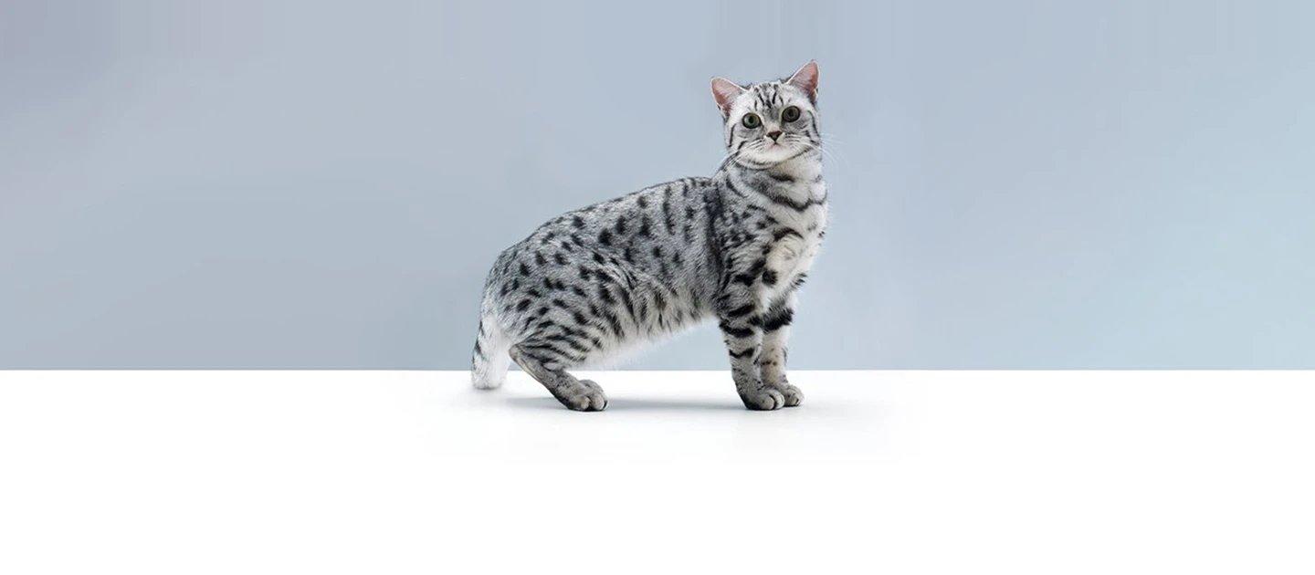 Whiskas brand imagery