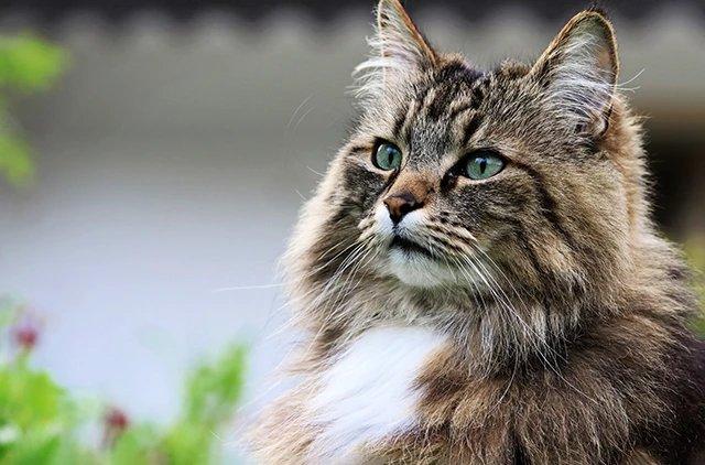 Норвежская лесная кошка