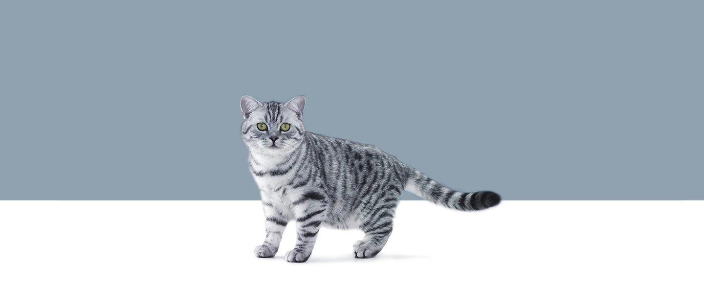 Whiskas brand imagery