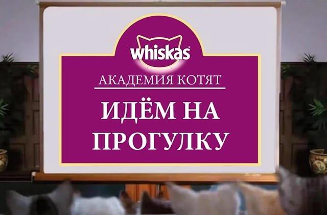 nuzhno-li-gulyat-s-koshkoy_1620201127959