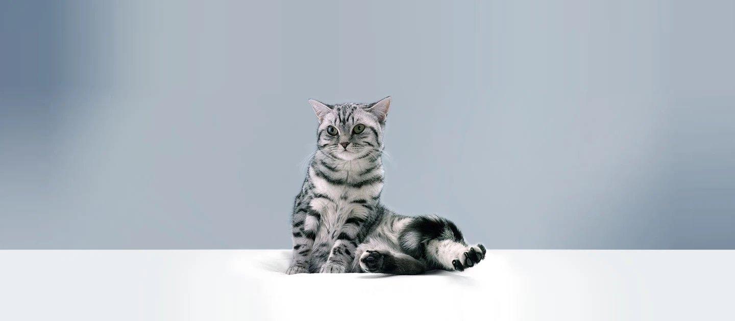 Whiskas brand imagery