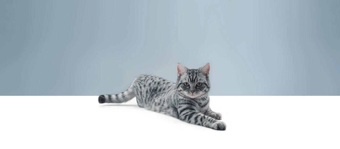 Whiskas brand imagery