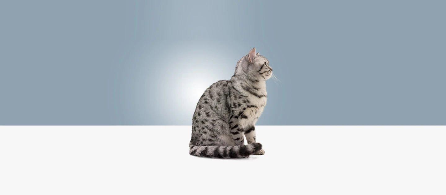 Whiskas brand imagery