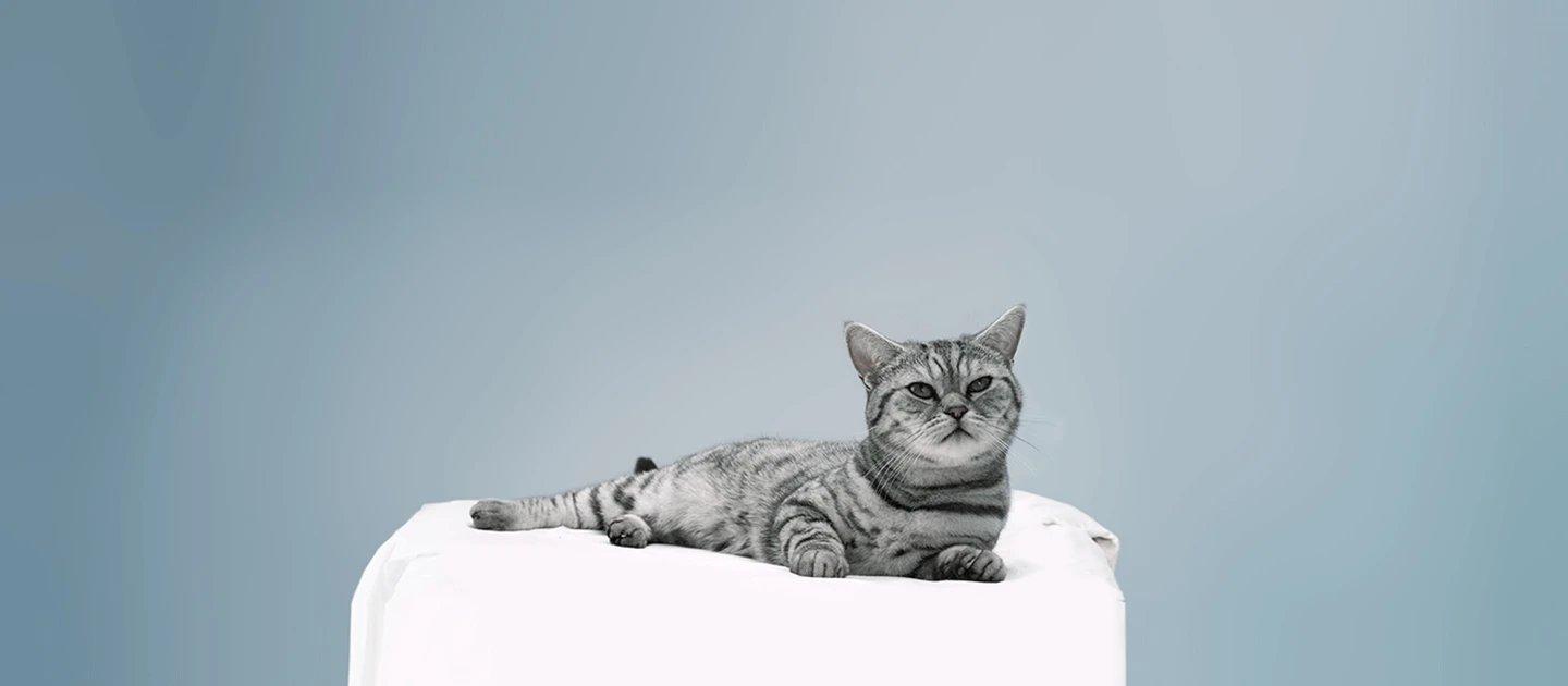 Whiskas brand imagery