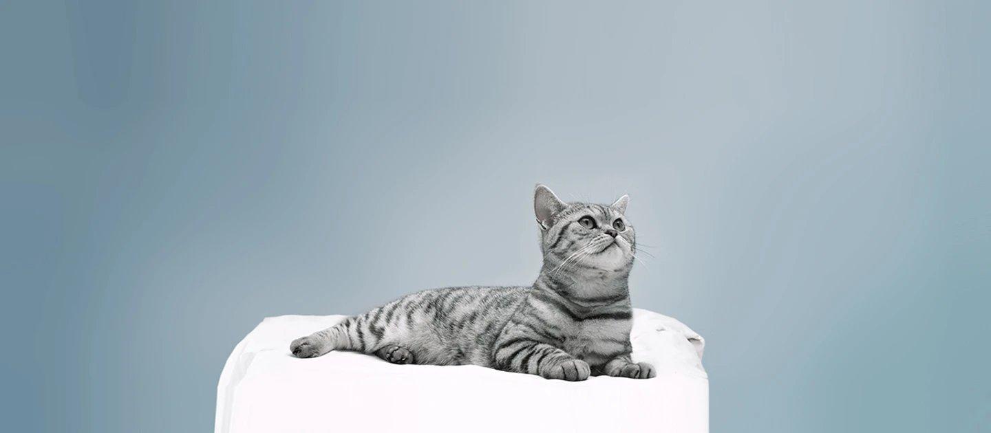 Whiskas brand imagery