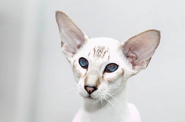 Ориентальная кошка