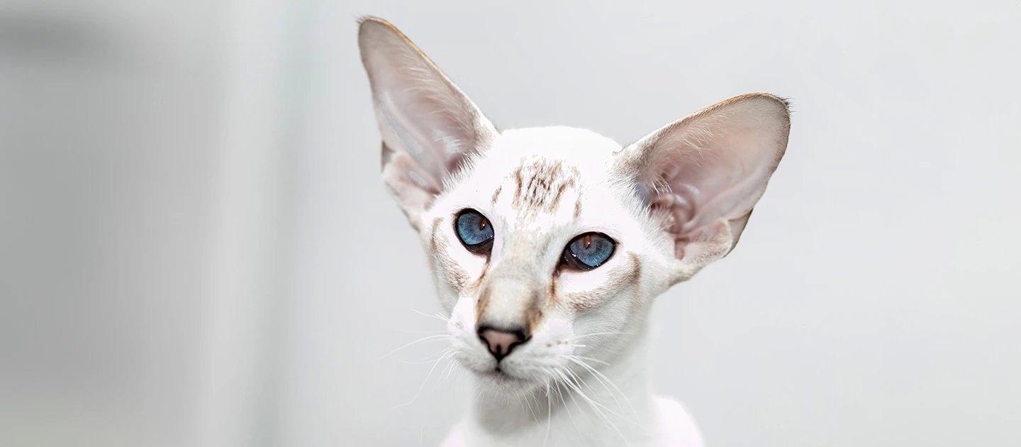 Whiskas brand imagery